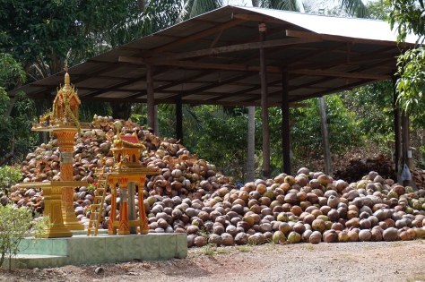 We're not sure what the story with these is but we have been riding past these coconut collection centers daily! 