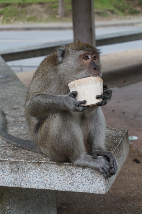 Part 1- monkey eats coconut husk