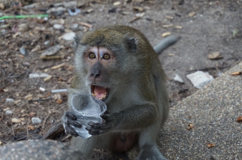 Part 2- monkey steals our precious water 