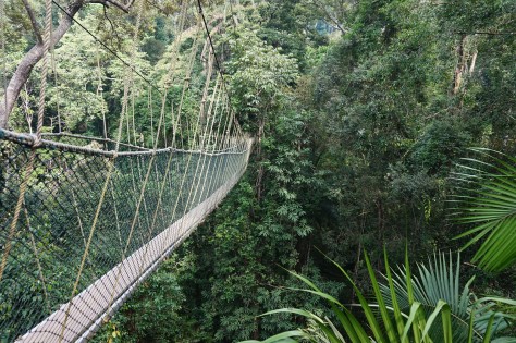 A piece of the jungle canopy walk.