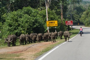 Kiri cycling past a herd of buffalo.