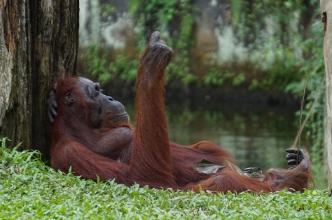 Just an orangutan lazin' away the day at the zoo. 